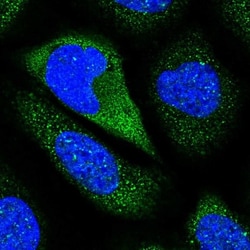 Contactin-5 Antibody, Novus Biologicals 25 &mu;L; Unlabeled:Antibodies,
